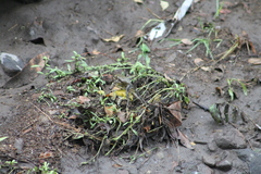 Incilius marmoreus