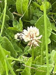 Bombus