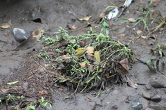 Incilius marmoreus