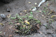 Incilius marmoreus