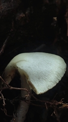 Inocybe geophyllomorpha