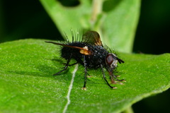 Zophomyia temula
