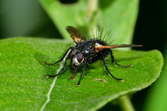 Zophomyia temula