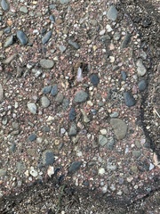 Lasius
