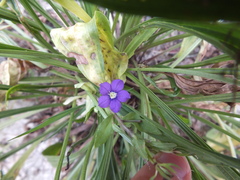 Legousia