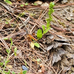 Mesostenus thoracicus