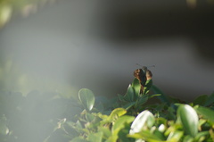 Urbanus proteus