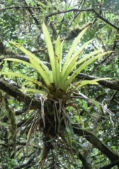 Guzmania monostachia