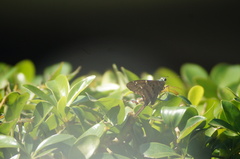 Urbanus proteus