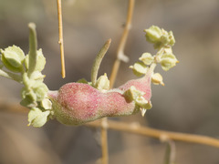 Asphondylia atriplicis