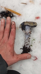 Stephanopus stropharioides