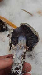 Stephanopus stropharioides