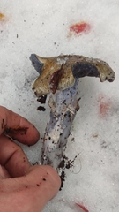 Stephanopus stropharioides