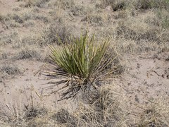Yucca baileyi
