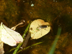 Poecilobothrus nobilitatus