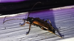 Alosterna