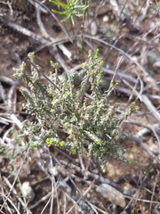 Agathosma latipetala