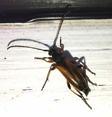 Alosterna