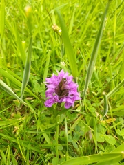 Dactylorhiza purpurella