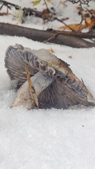 Stephanopus stropharioides