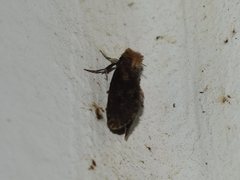 Acrolophus propinqua