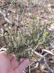 Agathosma latipetala