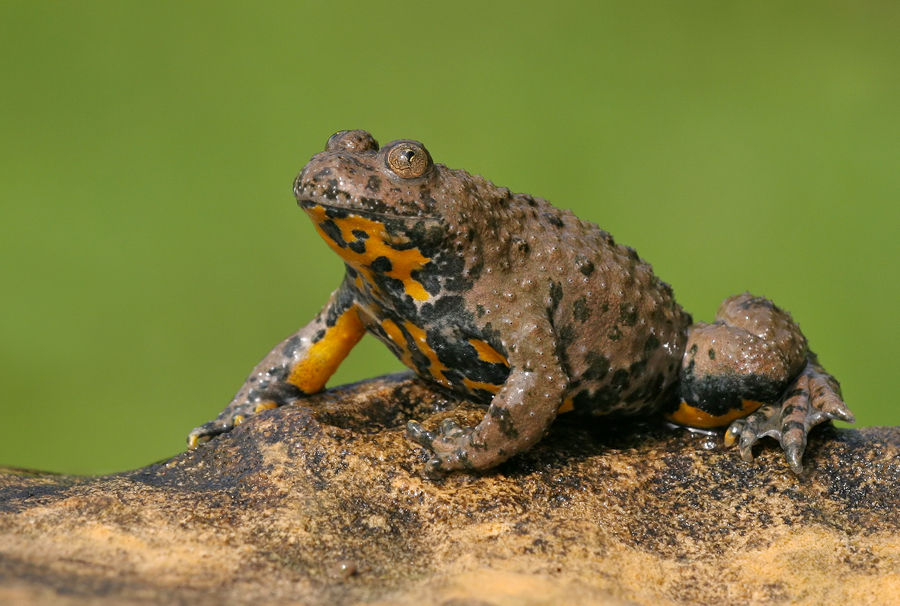 Fire-bellied Toads