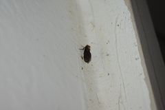 Acrolophus propinqua