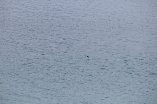 photo of Marbled Murrelet (Brachyramphus marmoratus)