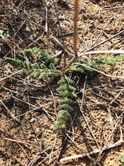Cynorhiza meifolia