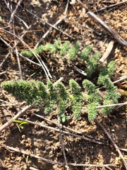 Cynorhiza meifolia