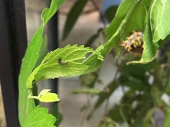 Polygonia interrogationis