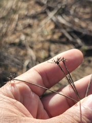 Cynorhiza meifolia