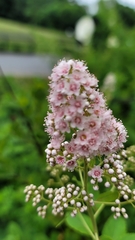 Spiraea