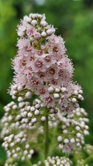 Spiraea
