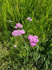 Achillea asiatica