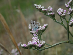 Goniolimon speciosum