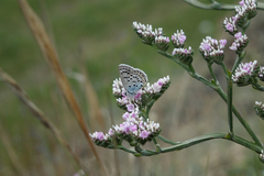 Goniolimon speciosum