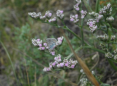Goniolimon speciosum
