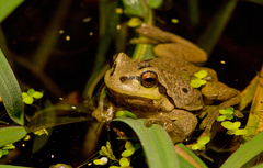 Common Tree Frog photo 3