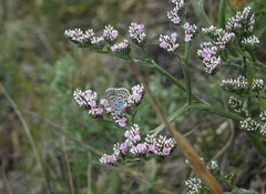Goniolimon speciosum