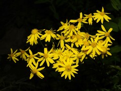 Packera paupercula paupercula