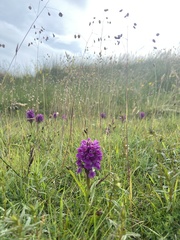 Dactylorhiza purpurella