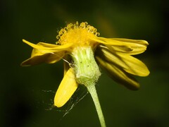 Packera paupercula paupercula