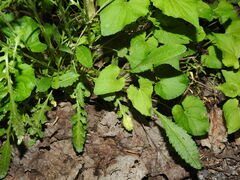 Packera paupercula paupercula