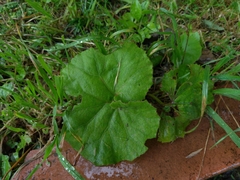 Petasites formosanus