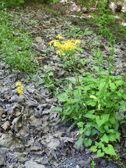 Packera paupercula paupercula