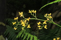 Cyrtochilum densiflorum