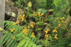 Cyrtochilum densiflorum
