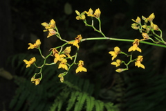 Cyrtochilum densiflorum